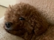 user picture1