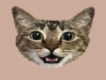 user picture2