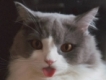 user picture2