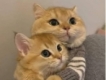 user picture2