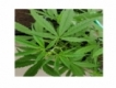 user picture1