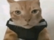 user picture1