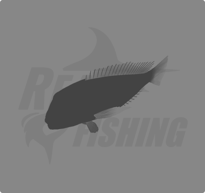 REAL FISHING