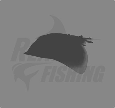 REAL FISHING