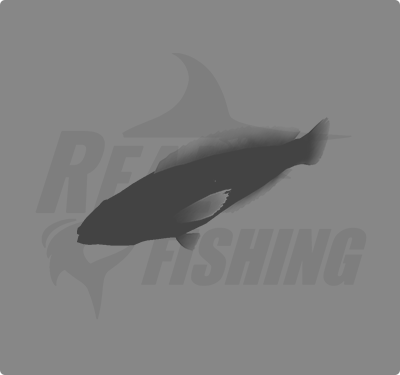 REAL FISHING