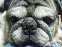 user picture