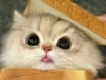 user picture2