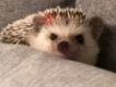 user picture2