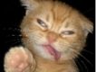 user picture1