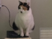 user picture1