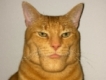 user picture1