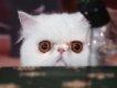 user picture2