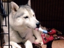 user picture
