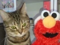 user picture