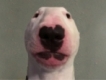 user picture1