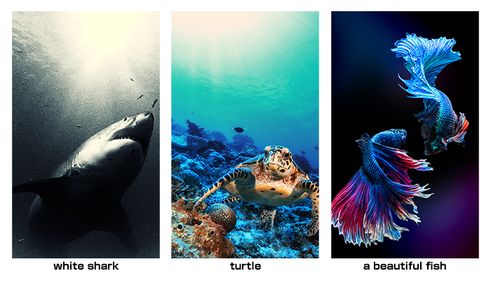 COLLECTION SCREEN